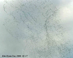 Sibirionetta formosa