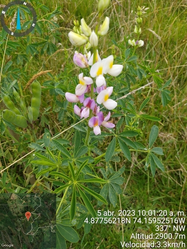 Tarwi (Lupinus mutabilis)