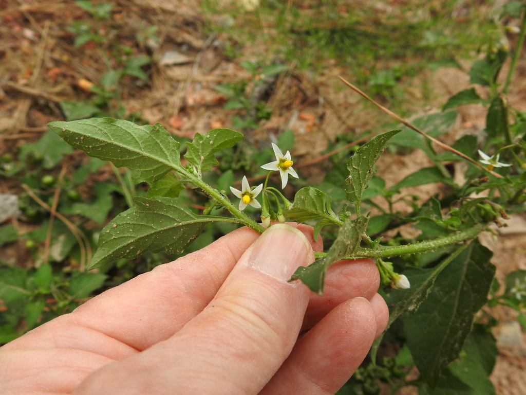 eastern black nightshade from Bastrop County, TX, USA on April 05, 2023 ...