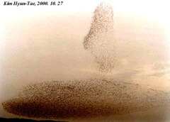 Sibirionetta formosa