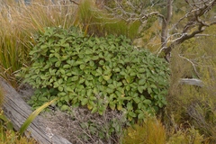 Macrolearia colensoi
