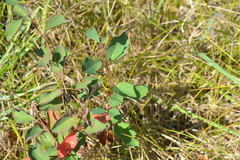 Amelanchier sanguinea