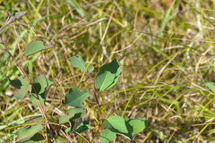 Amelanchier sanguinea