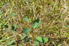 Amelanchier sanguinea