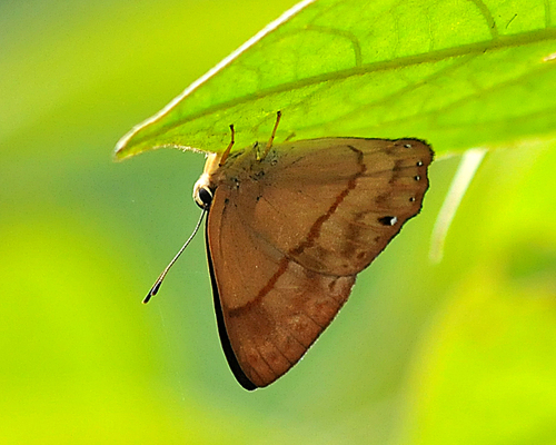 Euselasia midas