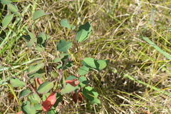 Amelanchier sanguinea