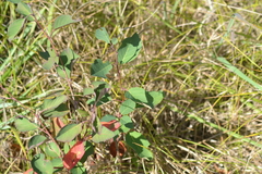 Amelanchier sanguinea