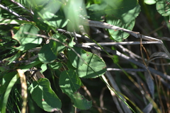 Amelanchier spicata