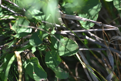 Amelanchier spicata