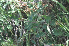 Amelanchier spicata