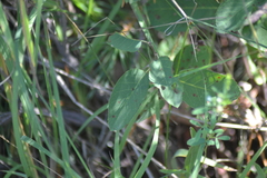 Amelanchier spicata