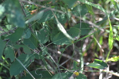 Amelanchier spicata
