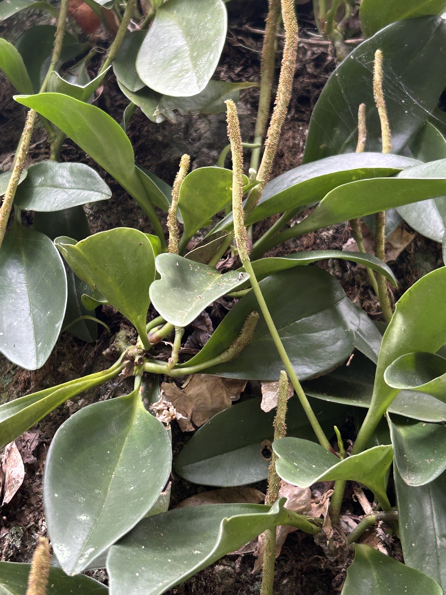 Imagem de Peperomia limão