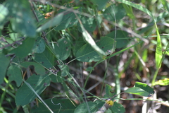 Amelanchier spicata