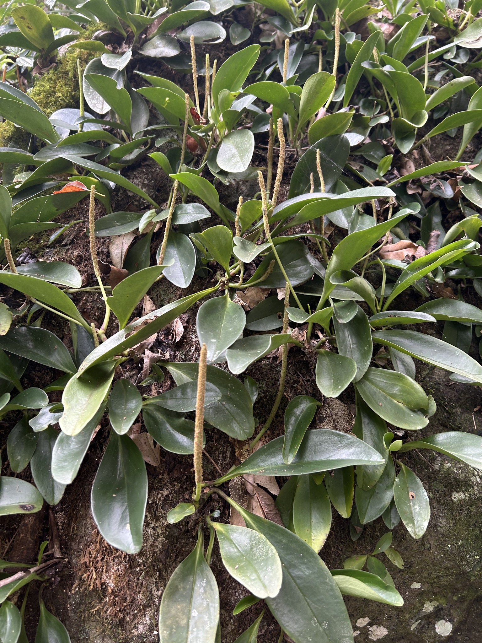 Imagem de Peperomia limão