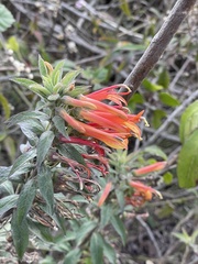 Lobelia laxiflora image
