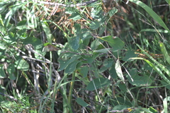 Amelanchier spicata