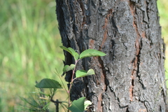 Amelanchier spicata