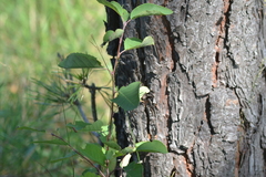Amelanchier spicata