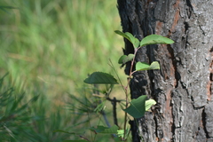 Amelanchier spicata