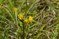 Hieracium umbellatum umbellatum