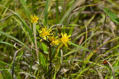 Hieracium umbellatum umbellatum