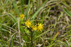 Hieracium umbellatum umbellatum