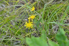 Hieracium umbellatum umbellatum