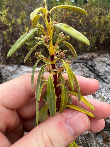 Image of Kalmia carolina by (c) sblumen, some rights reserved (CC BY)