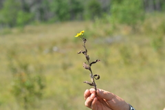 Hieracium umbellatum umbellatum