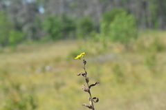 Hieracium umbellatum umbellatum