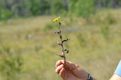 Hieracium umbellatum umbellatum