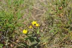Hieracium umbellatum umbellatum