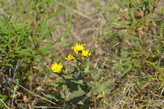 Hieracium umbellatum umbellatum