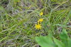 Hieracium umbellatum umbellatum