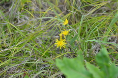 Hieracium umbellatum umbellatum