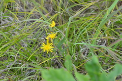 Hieracium umbellatum umbellatum
