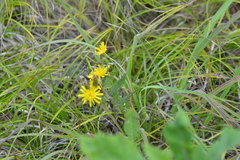 Hieracium umbellatum umbellatum