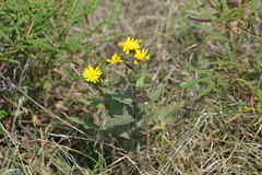 Hieracium umbellatum umbellatum