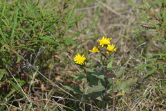 Hieracium umbellatum umbellatum