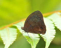 Forsterinaria stella