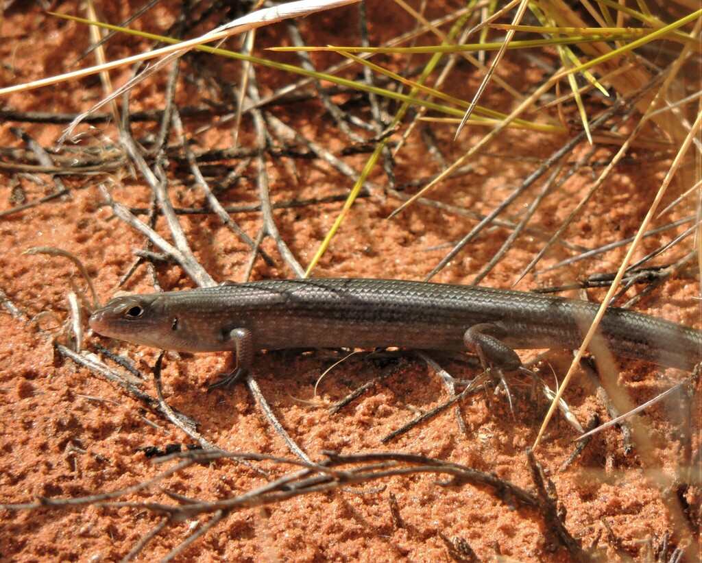 Nimble Ctenotus