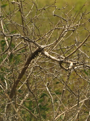 Lycianthes lycioides