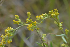 Solidago simplex simplex