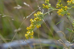 Solidago simplex simplex