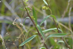 Solidago simplex simplex