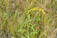 Solidago simplex simplex