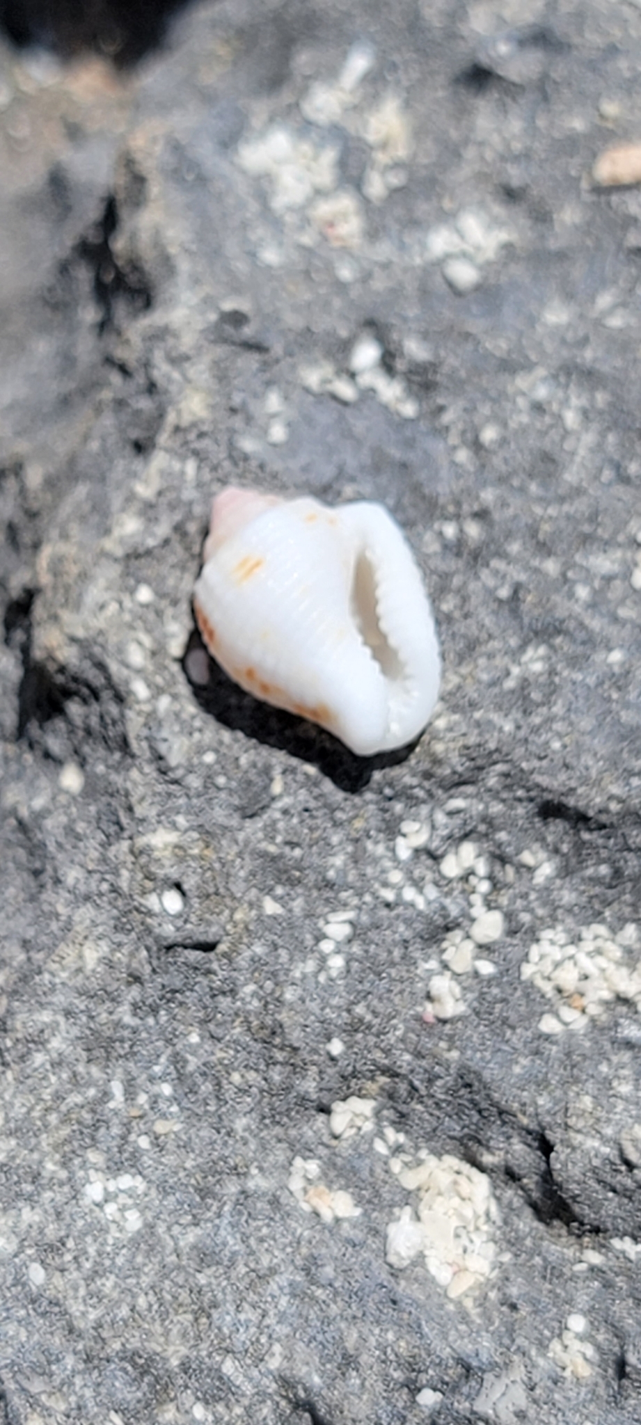 1 KG - Black Columbella - 0.25 inches main image 0