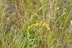Solidago simplex simplex