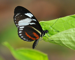Heliconius cydno
